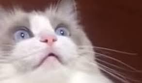 Darius Learns About Chip's Crush