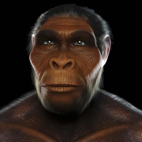 Homo habilis