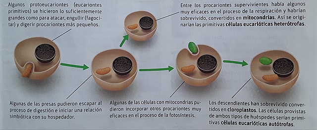 Teoría endosimbiótica (Lynn Margulis)