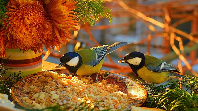 1 апреля Международный день птиц