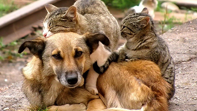 4 октября Международный день защиты животных