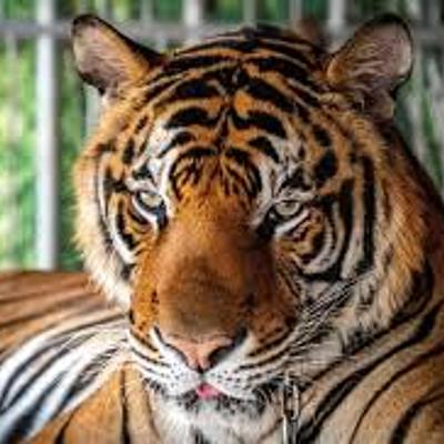 Timeline: Mock Trial Timeline