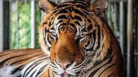 Timeline: Mock Trial Timeline