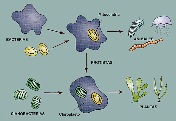 Teoría endosimbiótica