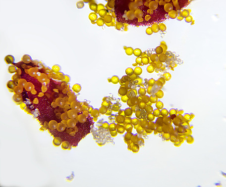 Observación del polen