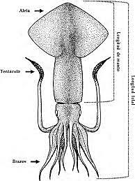 Observación del calamar