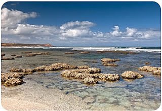 Primeres formes de vida