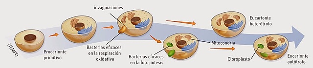 Teoría endosimbiótica