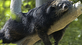 Timeline: mi linea del tiempo