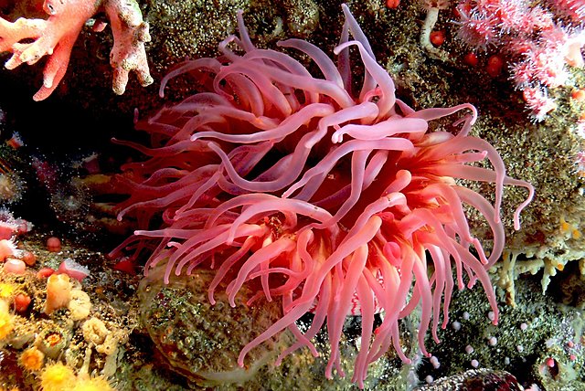 Colonial Williamsburg’s