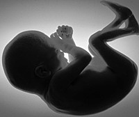 América, W.H. Rollins