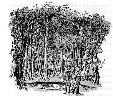 El Bosque entre los Mundos