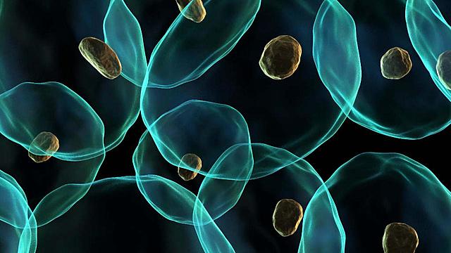 Teoria Endosimbiotica