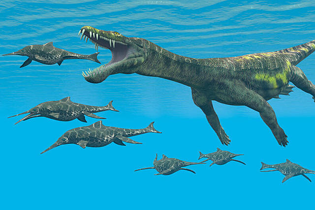 Acuaticos y voladores