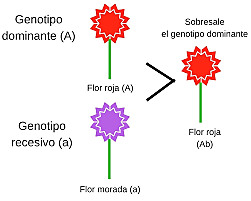Mendel enuncia las leyes de la herencia