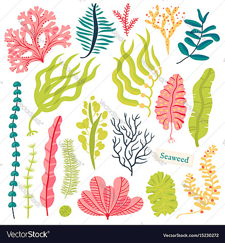 Widespread marine algae