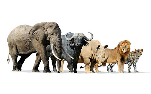 DIVERSIFICATION OF MAMMALS