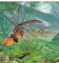 First land insects
