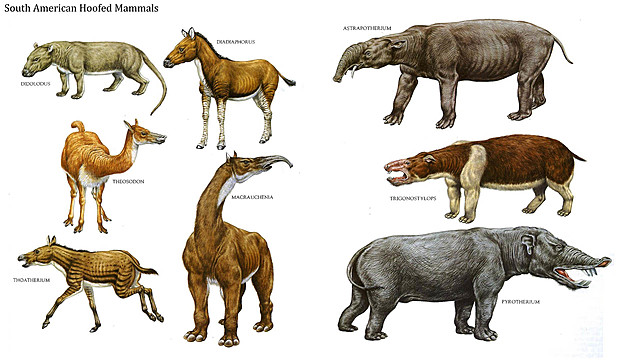 Diversity of mammals