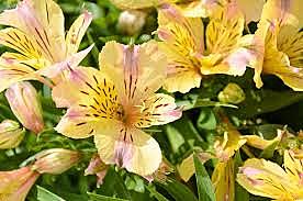 Alstroemeria