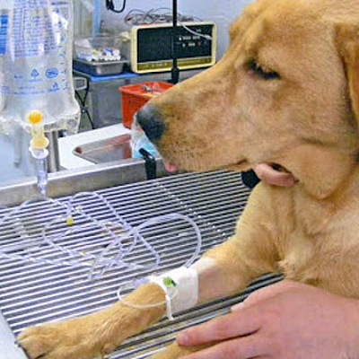 Timeline: PROCESO DE LA FLUIDO TERAPIA