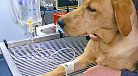 Timeline: PROCESO DE LA FLUIDO TERAPIA