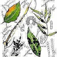 ENFERMEDADES EN LA AGRICULTURA