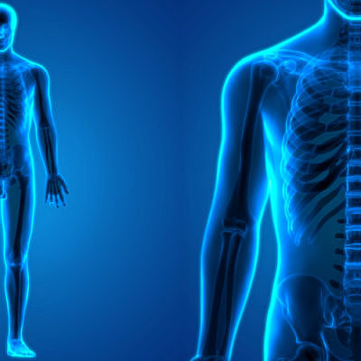 Timeline: Evolución del sistema esquelético