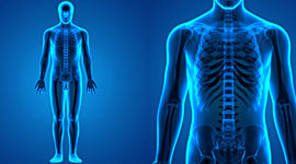 Timeline: Evolución del sistema esquelético