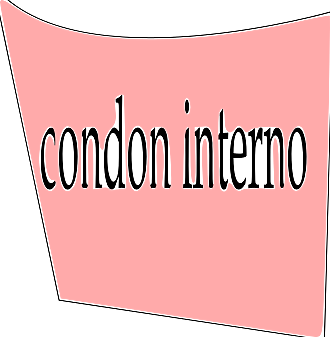 condón interno