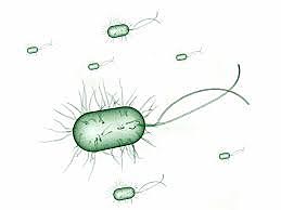 INVESTIGACIÓN POR LOUIS PASTEUR