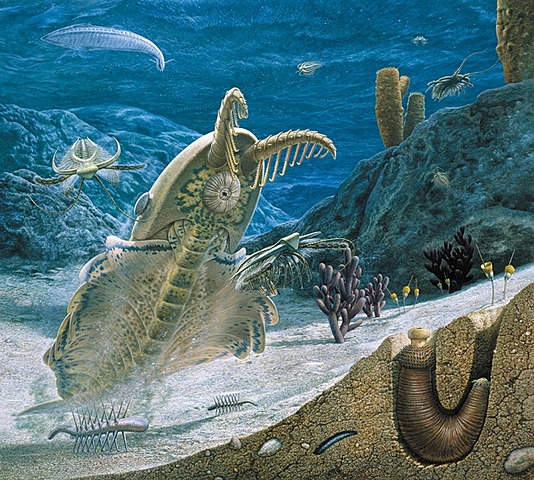 Cambrian explosion