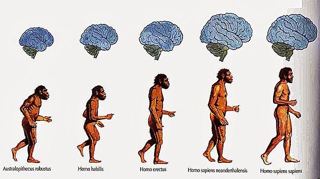 La teoría de la selección natural. Evolución