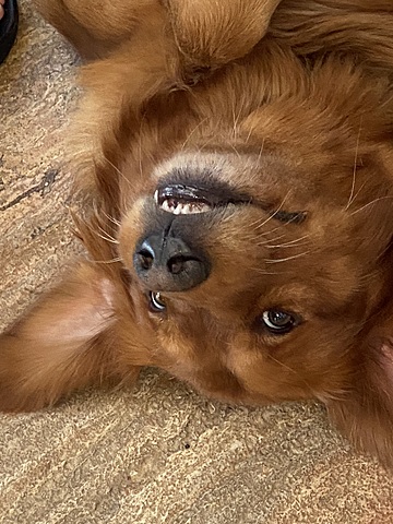 Adoptamos a Lucky mi perro