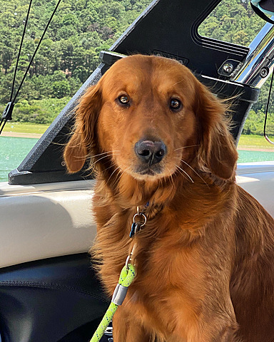 Adoptamos a mi perro