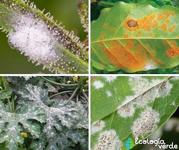 ENFERMEDADES DE LAS PLANTAS