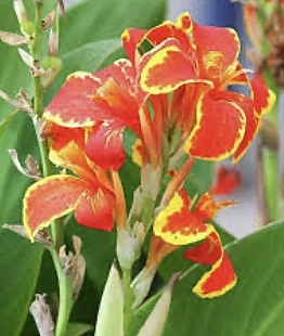 Colonial williamsburg