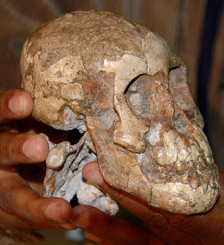 Oldest ancestor of human beings
