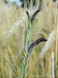 Epidemia del ergotismo convulsivo