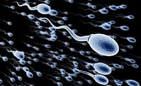 Anton Van Leeuwenhoeck