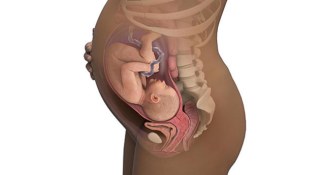 Desarrollo del feto en la semana 36: Ya pesa dos kilos y medio