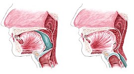 Timeline: Neurofisiología de la Deglución