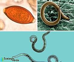 Taxonomia de nematodos