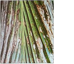 Flagelados en cocoteros