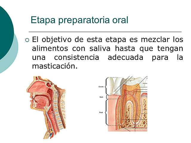 FASE ORAL PREPARATORIA