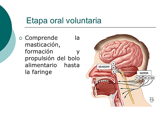 ETAPA ORAL VOLUNTARIA
