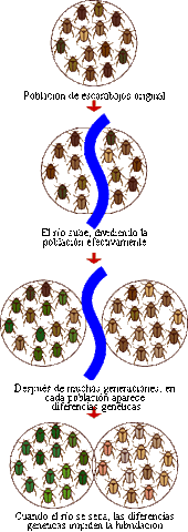 Especiación alopátrica.
