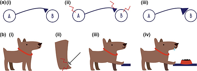 S. Miller y J. Konorski
