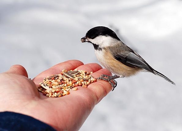 1 апреля - Международный день птиц