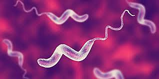 Organismes unicel·lulars